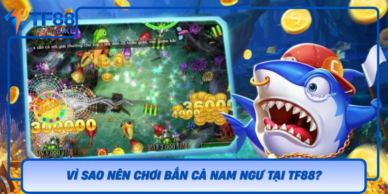 Vi Sao Nen Choi Ban Ca Nam Ngu Tai Tf88